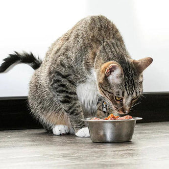 Suscripción de alimento para gato