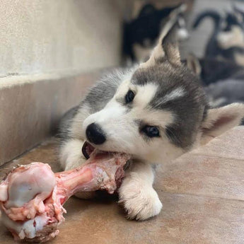 Suscripción de huesos y masticables para perro