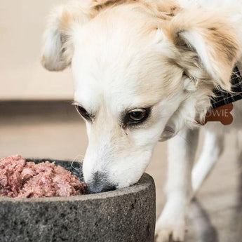 Suscripción de alimento para perros